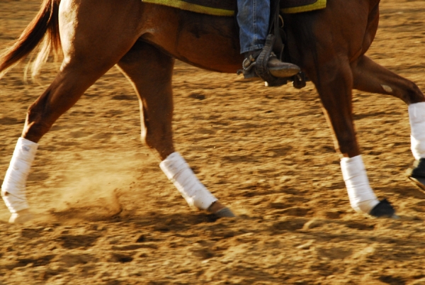 Caballistas harán amplia ruta por campos de San Cristóbal