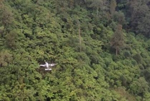 Rescatan cadáver de piloto de aeronave cayó cerca del Pico Duarte: 