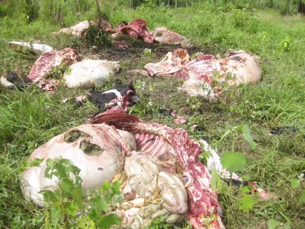 Vacas descuartizadas