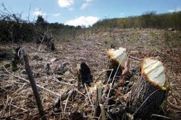 Denuncian tala de árboles en la zona de Habanero por haitianos: 