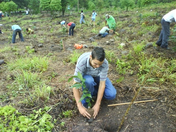 Plataforma Juvenil reforesta Polo en Barahona