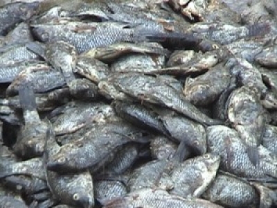Apresan varios hombres pescando en cloaca tenían más de 5 quintales de pescado en San Juan