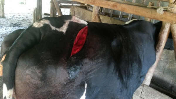 Haitianos entran a machetazos a ganado de vacas en Loma de Cabrera:
