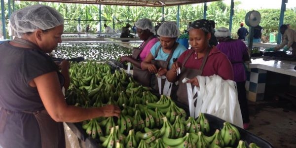 Empresa bananera indemnizará familias de haitianos fallecidos en Montecristi : 