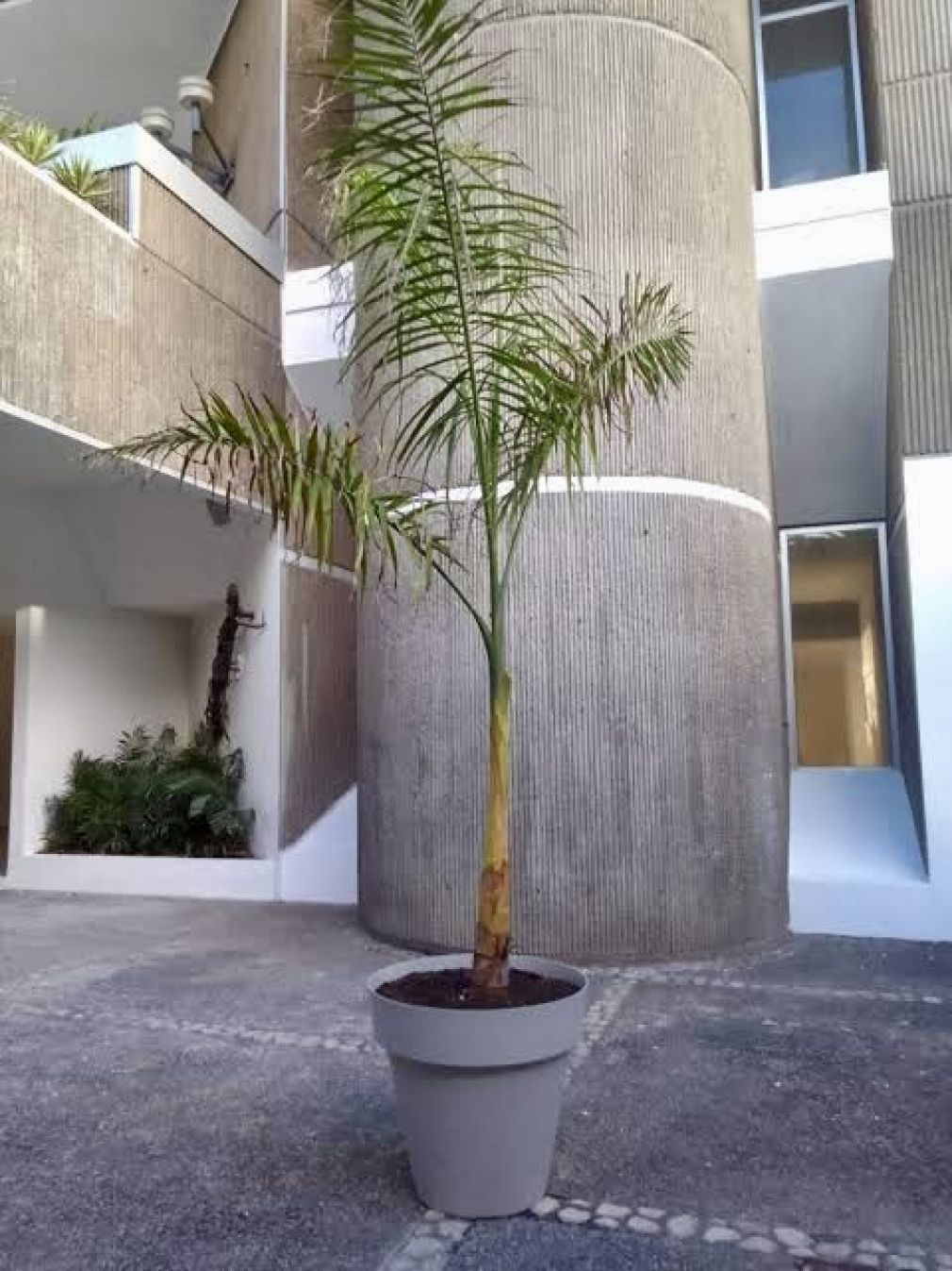 Ambos equipos de Jurados de la 31 Bienal Nacional de Artes resaltaron el apoyo unánime a la validez de la obra “Lo que no se saca de raíz, vuelve a crecer” dentro del marco de las Bases de la actual edición.