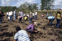 Medio Ambiente informa que plantará dos millones de árboles en octubre: 