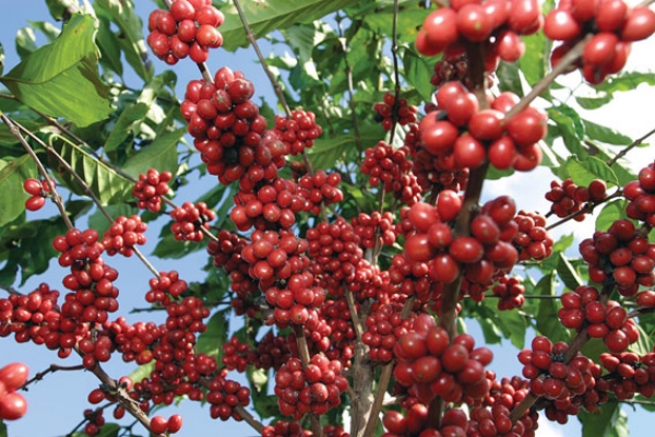 Planta de café orgánico.