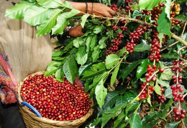 Afirman: Codocafe ha entregado 45 mil quintales de semillas a productores: 