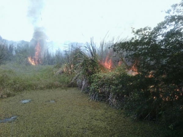 Incendian por tercera vez este año ¨la Laguna Saladillo¨: