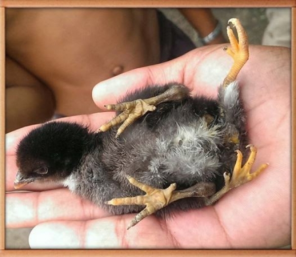 Pollo con cuatro patas saombra munícipes de Hato Mayor 