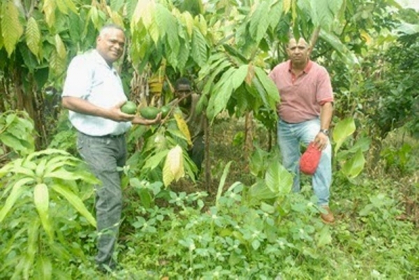 Productores de cacao en Barahona