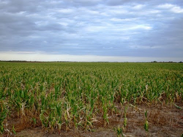 Las plantaciones de maiz de Jaquimeyes fueron destruidas todas por el paso de la tormenta Isaac por República Dominicana.