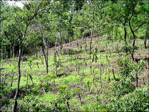 Gobierno sembrará tres millones de árboles en Punta Catalina