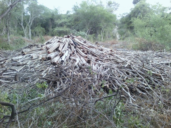 Denuncian Haitianos deforestan finca a orilla del río Masacre 