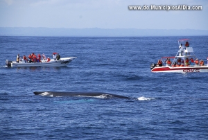 Las escursiones para observar las ballenas jorobadas son una experiencia única que no deben perderse en esta temporada que concluye en marzo.