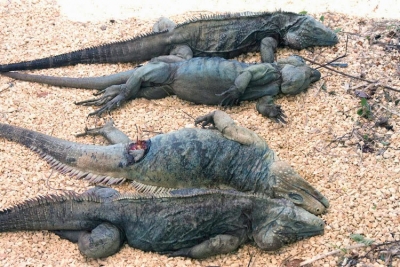 Resultado de imagen para imagenes de iguana en el lago enriquillo