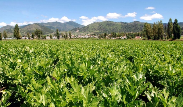 Plantación agroindustrial en Constanza, ubicada en la Región Cibao Sur del país.