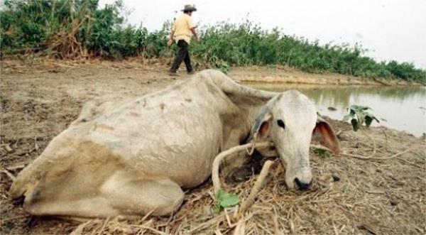 Revelan unas 851 vacas han muerto en la región sur por sequía:  