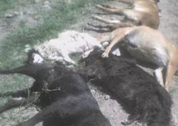 Desaprensivos envenenan al menos 20 perros en Hatico La Vega