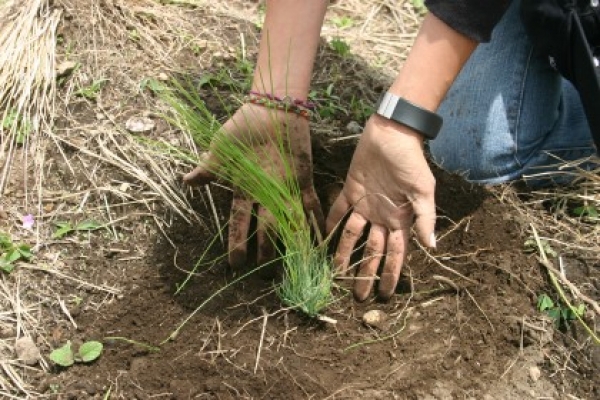 Empleados de Aduanas siembran de árboles en la loma Managuá