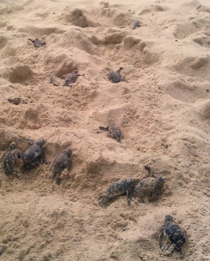 Miles de tortugas han nacido en playas dominicanas