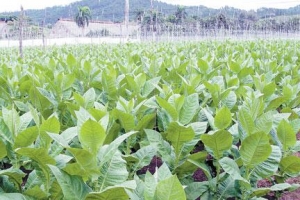 Plantación de tabaco.