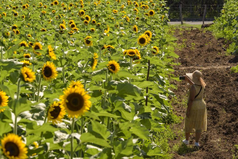 Debido al éxito del primer fin de semana, la granja mágica abre una nueva fecha para el disfrute de sus protagonistas “los hermosos girasoles”.