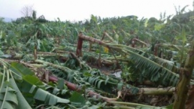 Tornado derriba plantaciones de plátanos y guineos en Puerto Plata:  