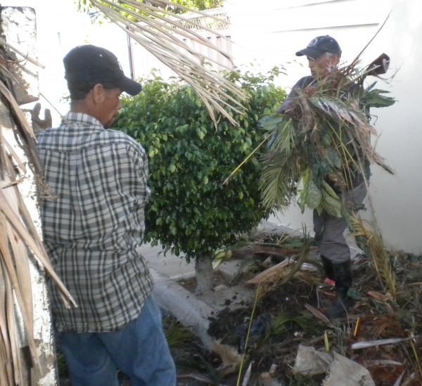 empleados del ayuntamiento de moca, mientras limpar posibles criaderos de mosquito que transmite el Dengue