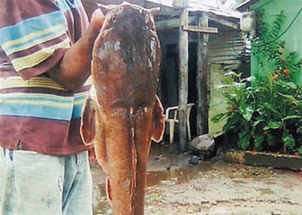 Un pescador de Monte Plata muestra el pez gato de 30 libras, capturado en las aguas del río Ozama 