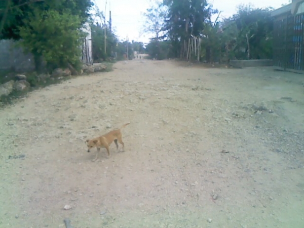 Por el mal estado en que se encuentran las calle de la comunidad El Valiente, hasta los perros se les dificulta caminar por los cascajos de la misma