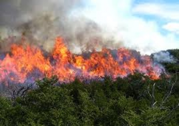 Sofocan fuegos forestales en zona Loma del Choco, Cabarete: