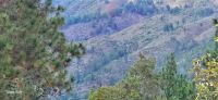 Empresarios afirman deforestación continúa en la cuenca alta de San Juan de la Maguana.