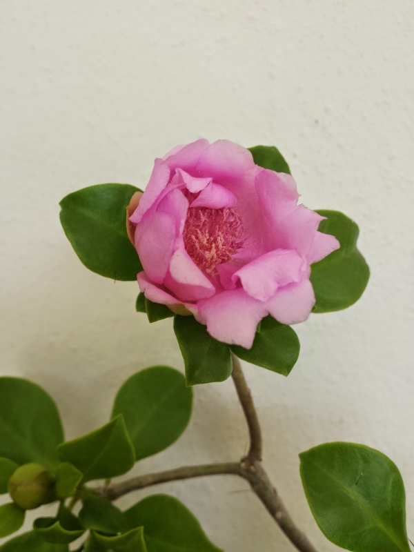 Rosa de Bayahibe, nuestra flor nacional: 