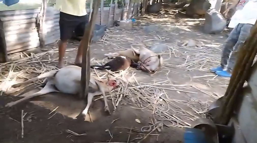 Manada de perros acaba con decenas de ovejos en comunidad de Dajabón.