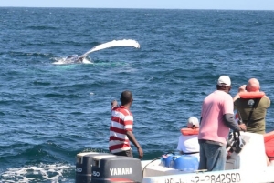 Más de 45 mil turistas visitan ballenas jorobadas en Samaná esta temporada: 