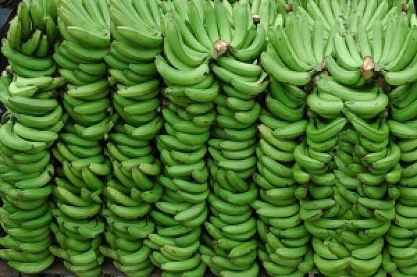 República Dominicana afianza exportaciones de productos orgánicos
