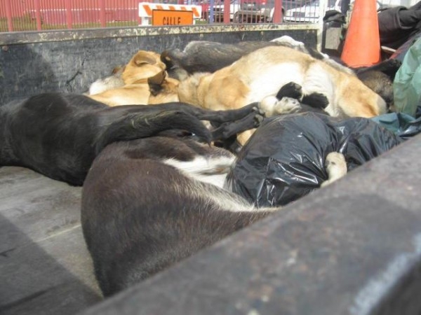 Encuentran decenas de perros muertos, dicen fueron envenenados:  