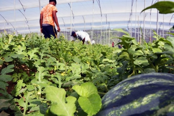 Ministerio de Agricultura paga más de 29 millones de pesos a productores:  