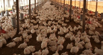 Productores avícolas piden al gobierno controlar producción de pollos y huevos