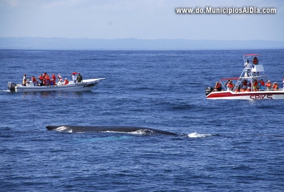 Avistamiento de ballenas jorobadas en Samaná.