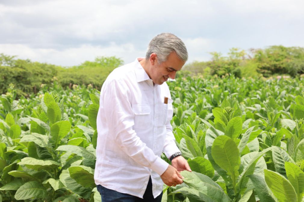El director del Intabaco, Iván Hernández Guzmán, supervisa plantación de tabaco para exportación.