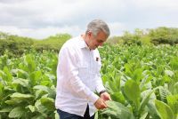 El director del Intabaco, Iván Hernández Guzmán, supervisa plantación de tabaco para exportación.