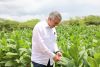 El director del Intabaco, Iván Hernández Guzmán, supervisa plantación de tabaco para exportación.