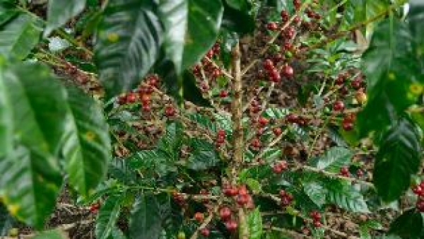 Gobierno asegura cosecha café San José de Las Matas