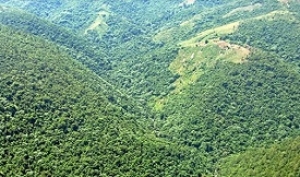 Aseguran es falsa versión de autorización para tumbar árboles en Loma Miranda