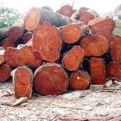  Se incauta madera de caoba en San José de Ocoa