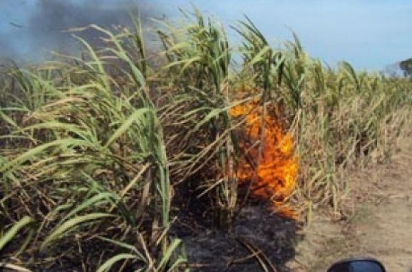 Incendian campos caña en Batey Dos