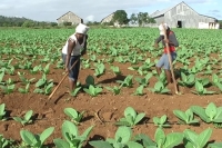 Insecticidas para los productores de tabaco en Jánico