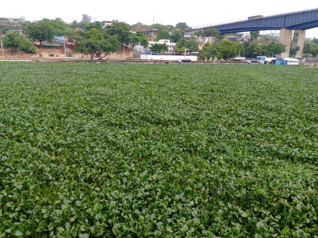 Lilas del Ozama: El verdor que evidencia nuestro mayor crimen ambiental.